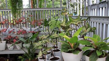 taro é uma grupo do plantas a partir de a gênero caládio foto