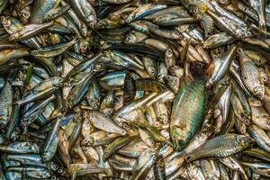 diferente tipos do Bangladeshi pequeno indígena peixe foto