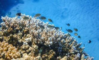 Maravilhoso corais e muitos do pequeno Preto branco peixes dentro azul água foto