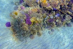 surpreendente volta colorida corais às a solo oceânico dentro a vermelho mar marsa Alam foto