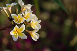 perfumado flores a partir de uma plumeria arbusto dentro uma recorrer a partir de Egito detalhe Visão foto