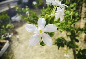 lindo idda jasmim, branco idda jasmim flor, cinco pétalas branco jasmim flores estão florescendo, idda flores florescendo. ártico neve, leitoso caminho, floco de neve, inverno cereja árvore, wrightia antidisenterica foto