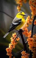 ai generativo barrigudo pica-flor dicaeum melanoxanthum lindo pássaro descansar em ramo foto