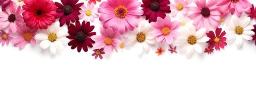 ai gerado vibrante margarida flores panorâmico bandeira, ideal para Casamento desenhos, Primavera fundos, e floral cabeçalhos. foto