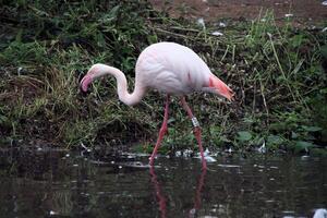 vista de um flamingo foto