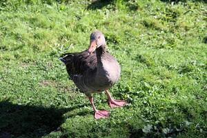 uma visão de um ganso greylag foto