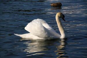 uma visão de um cisne mudo em londres foto