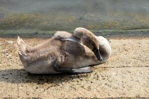 uma visão de um cisne mudo foto