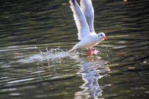 uma visão de uma gaivota em londres foto