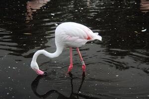 vista de um flamingo foto