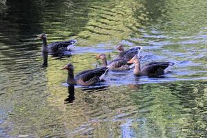 uma visão de um ganso greylag foto