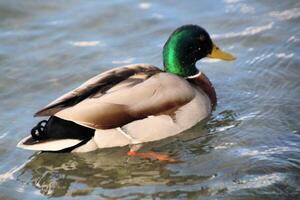 um close-up de um pato-real foto