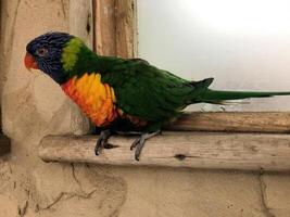 uma Visão do uma Lorikeet foto