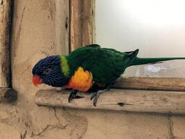 uma Visão do uma Lorikeet foto