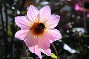 uma Visão do uma flor dentro uma jardim foto