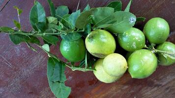 maduro limão fruta em ramo com verde folhas. limão fruta com verde folha. natural limão fruta levitar. fresco amarelo maduro limões. foto