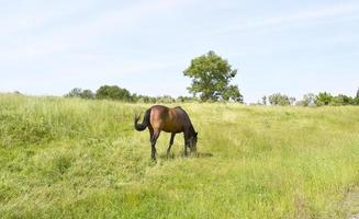lindo garanhão de cavalo selvagem marrom no prado de flores de verão