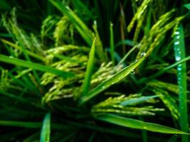 orvalho gotas em arroz com borrão fundo. fechar-se do orvalho gotas. foto