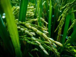 uma fechar-se arroz dentro a manhã. arroz campo depois de chuva foto