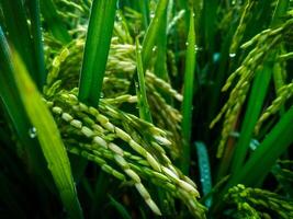 uma fechar-se arroz dentro a manhã. arroz campo depois de chuva foto