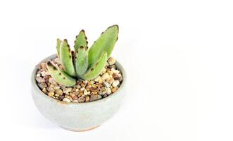 folhas peludas da planta suculenta kalanchoe tomentosa no pote de cerâmica foto