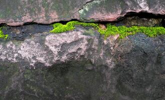 musgo verde fresco crescendo na pedra úmida na floresta tropical foto