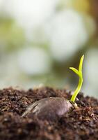 folhas de broto de planta jovem semeando na floresta foto