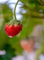 uma pequeno atrofiado morango tem não fui coletado a partir de uma morango plantar foto