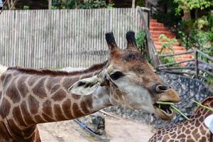 girafa ser alimentado foto
