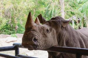 branco rinoceronte para animal e animais selvagens conceito foto