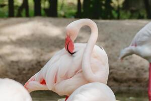 flamingo para animal e natureza conceito foto