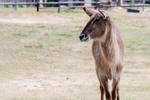 fêmea waterbuck antílope em pé sozinho dentro a verde campo foto