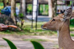 do campo veado ser alimentado para animal e animais selvagens conceito foto