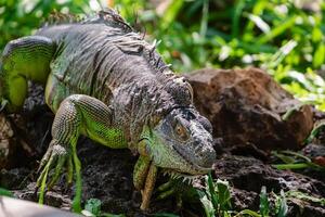 rinoceronte iguana dentro a natureza foto