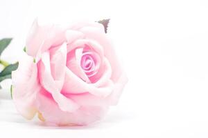 artificial doce Rosa rosa para decoração em branco fundo foto