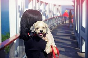 mulher segurando fofinho branco curto cabelo shih tzu cachorro foto
