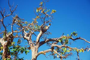 topo do árvore galhos contra azul céu fundo foto