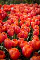 lindo Darwin híbrido vermelho tulipas dentro uma canteiro de flores, brilhante flores Primavera campo. jardinagem e florística. seletivo foco. foto