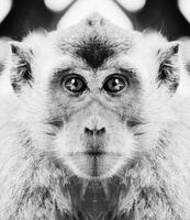uma lindo Preto e branco retrato do uma macaco às fechar alcance este parece às a Câmera foto