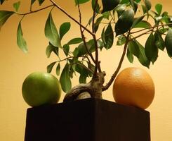 laranja e maçã frutas em quadrado de madeira flor Panela com bonsai árvore foto