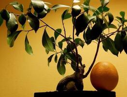 oriental estilo composição com laranja fruta debaixo bonsai árvore dentro de madeira flor Panela foto