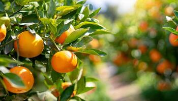 ai gerado citrino galhos com orgânico maduro fresco laranjas tangerinas crescendo em galhos com verde sair fundo foto