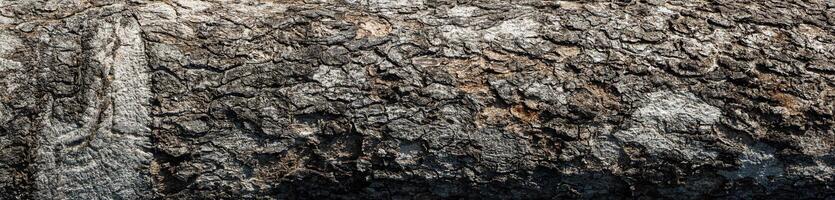 textura em relevo da casca de árvore na foto de fundo branco, alta resolução para 3d.