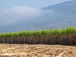 plantações de cana-de-açúcar, a planta tropical agrícola na tailândia foto