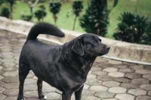 Preto cachorro é jogando dentro a parque. foto