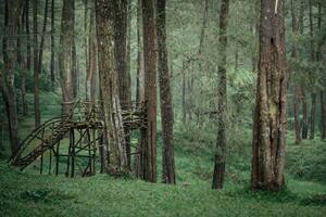 não foco e ruído imagem, uma Visão do Relva dentro a floresta, alta pinho árvores dentro a floresta foto