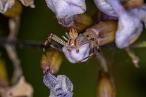 aranha caranguejo macho adulto foto