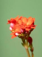 flor vermelha katy flamejante foto