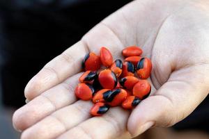 sementes vermelhas de ormosia foto