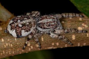 aranha saltadora gigante foto